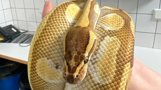 Who has lost their royal python Snake found in Utrecht