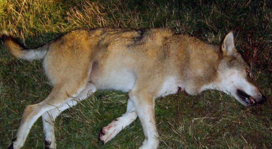 Wolf shot in Vastergotland