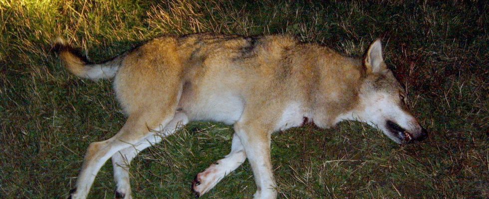 Wolf shot in Vastergotland