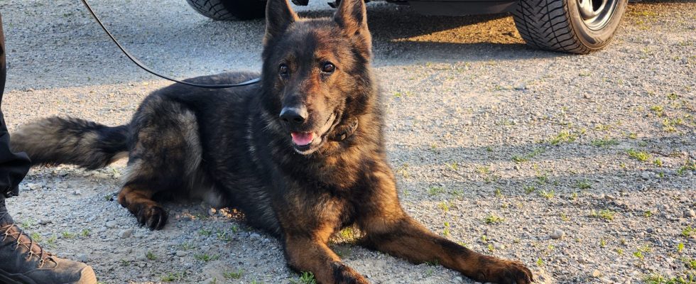 Woodstock police dog Taz dies in the line of duty