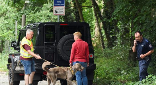 a lioness on the loose causes panic in a town