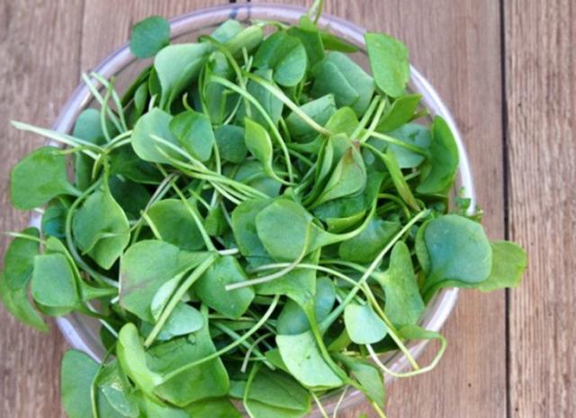 watercress 4