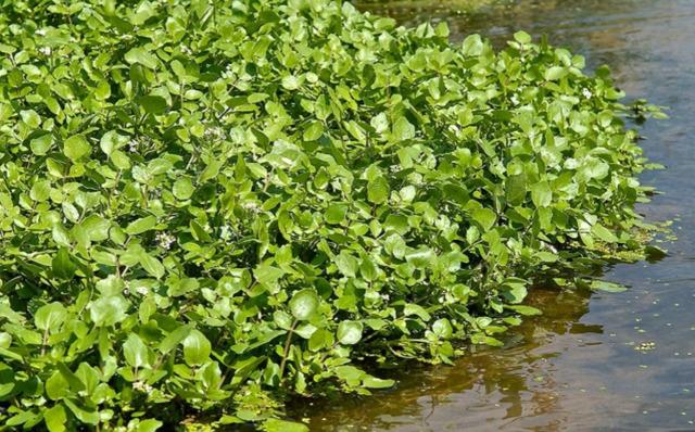 watercress2