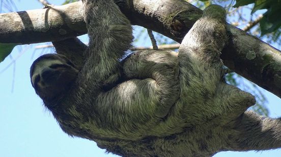 A thousand new trees for sloths thanks to collected empty