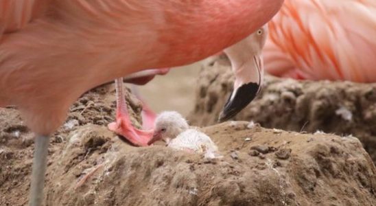 Amersfoort flamingos overcome peer pressure A chick is born its