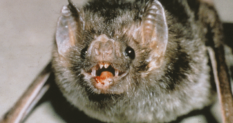 Bat tests positive for rabies in Norwich Township Public health