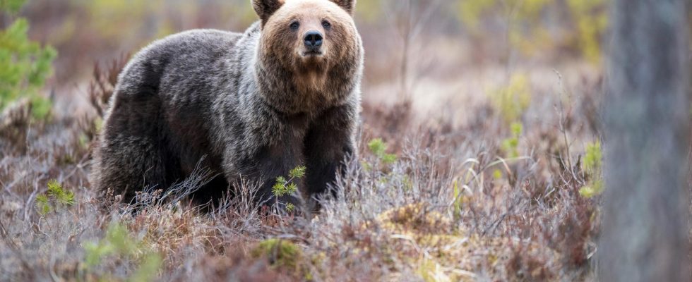 Bears that have been lured with food may be tracked