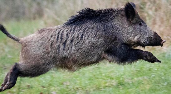 Boar mysteriously dead