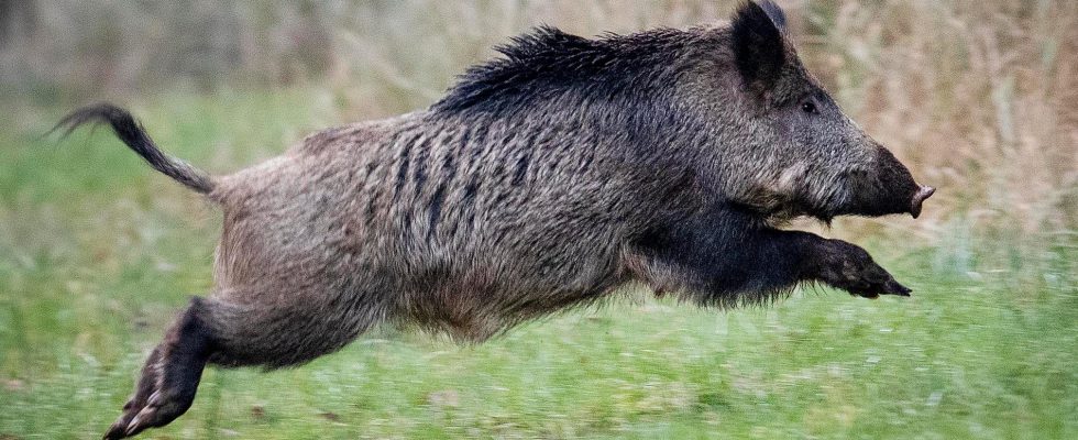 Boar mysteriously dead