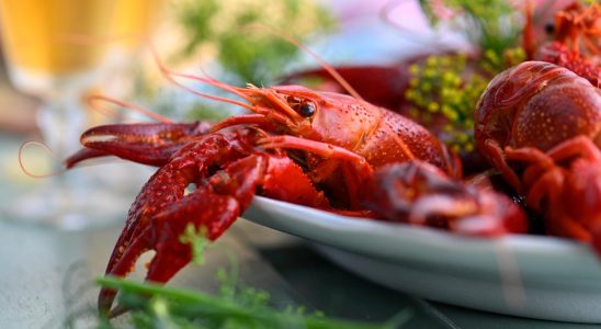 Cool summer can delay crayfish fishing