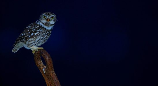 Dark night in the Cevennes