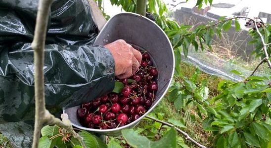 Dramatic cherry harvest due to bad weather