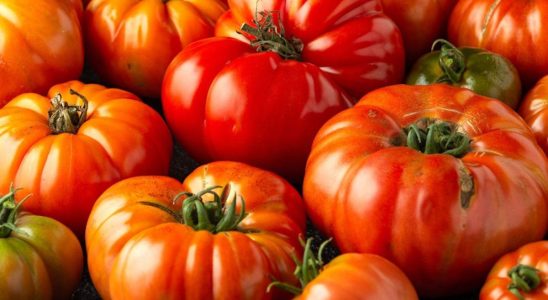 Each variety of tomato has its own recipe