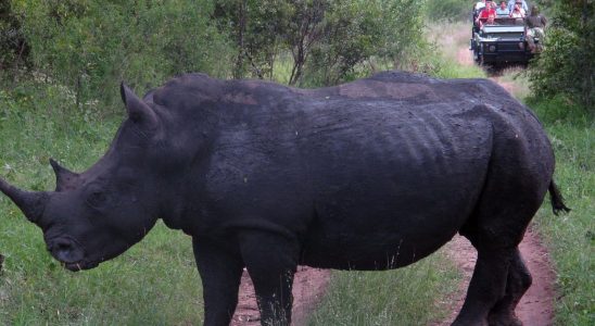 Fewer rhinos are being shot – because of poaching