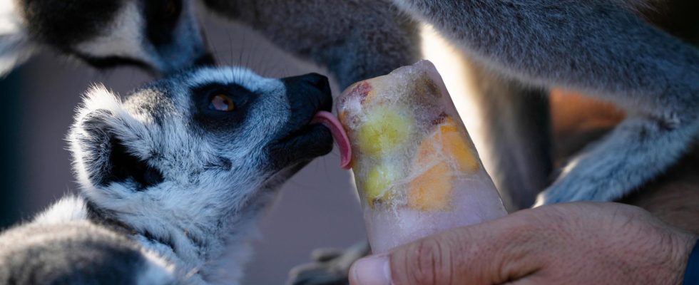 Frozen food cools animals in hot Greece