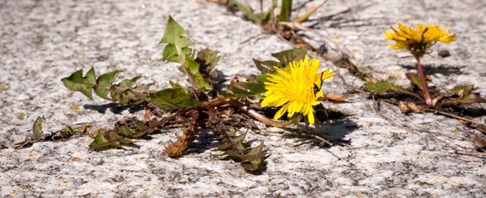 Get rid of weeds between tiles in a snap with