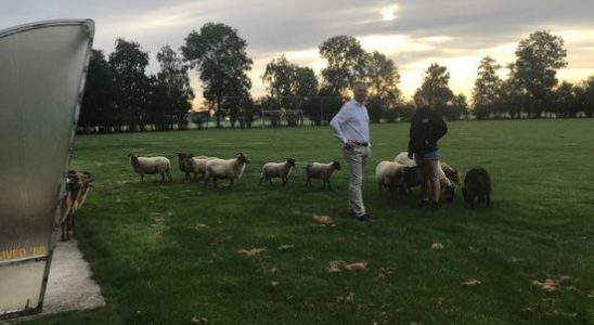 Grazing sheep replace lawnmower at football club When they are