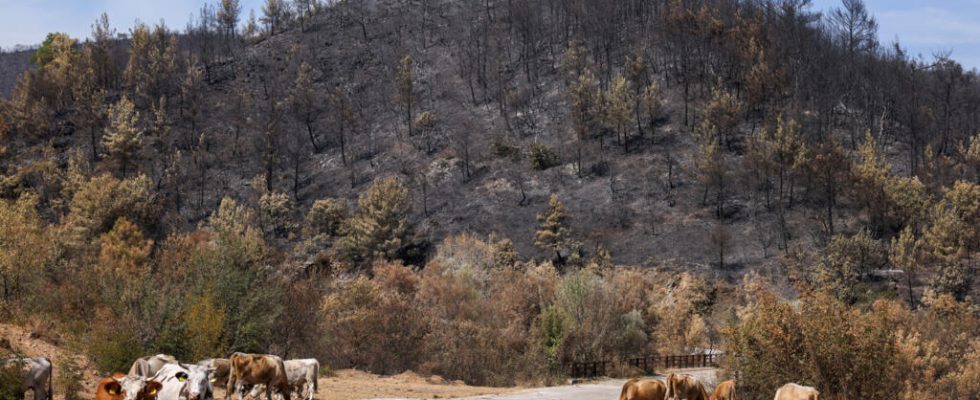 Greece At least 150000 hectares of vegetation burned in fires