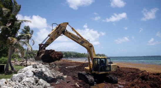 In the West Indies the thorny fights against the scourge