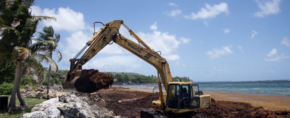 In the West Indies the thorny fights against the scourge