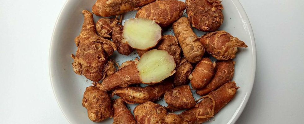 Kencur ginger effective against cancer