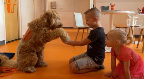 Labradoodle Flynn 1 is a volunteer at the Princess Maxima