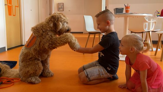 Labradoodle Flynn 1 is a volunteer at the Princess