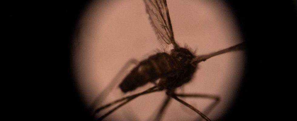 Malaria this discovery that could help fight the disease