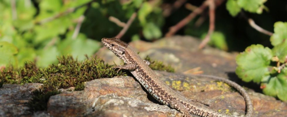 Osteoarthritis a treatment inspired by the tail of lizards The