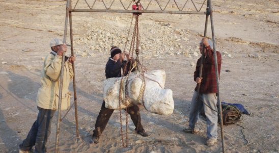 Peru discovery of a 340 ton sea monster the heaviest that