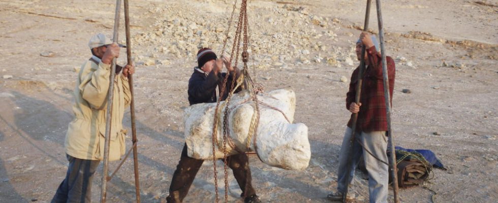 Peru discovery of a 340 ton sea monster the heaviest that