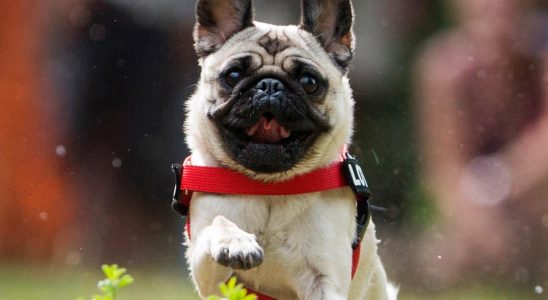 Pug got stuck in elevator