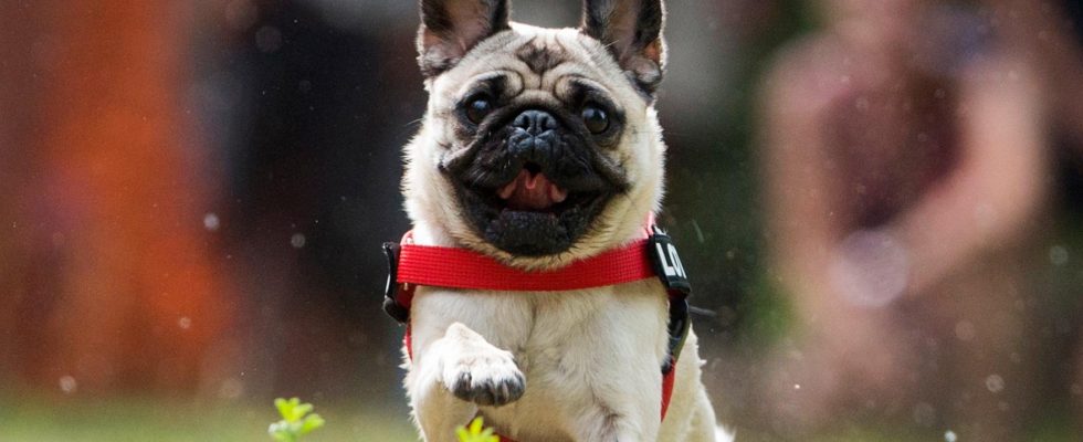 Pug got stuck in elevator