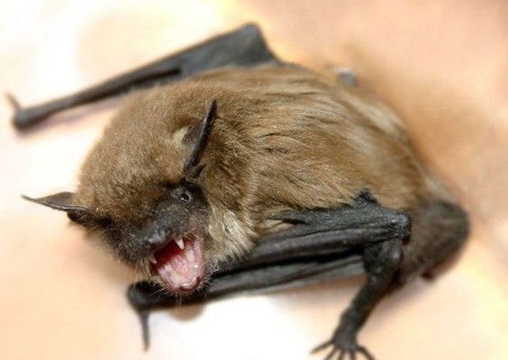 Rabid bat bites Southwestern Ontario resident Public health officials