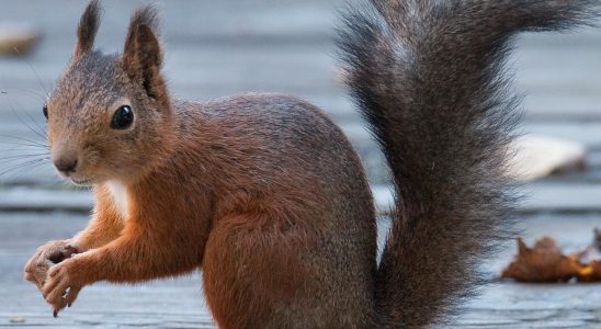 Road sign with squirrel municipality risks fines