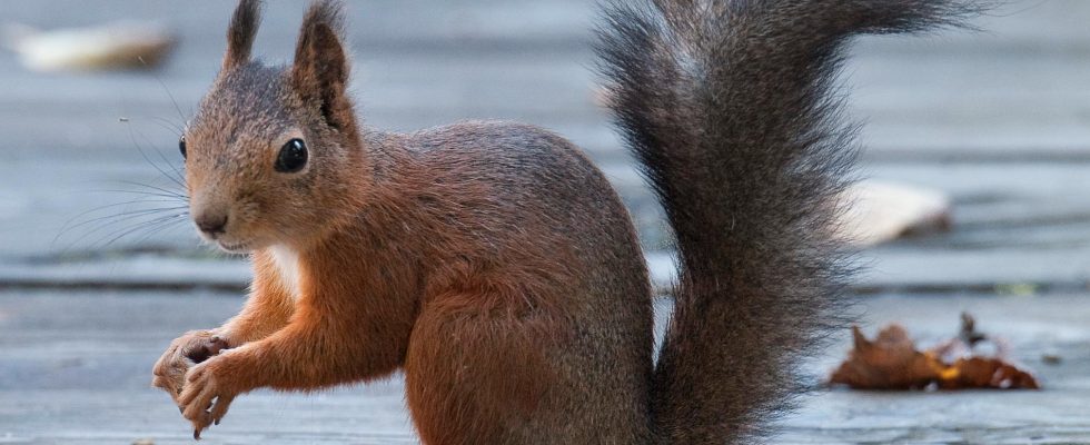 Road sign with squirrel municipality risks fines