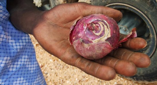 Senegal the onion rare and therefore expensive on the markets