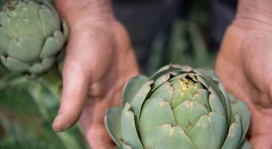 The artichoke a vegetable in danger in France