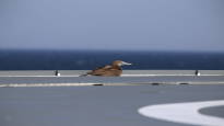 The brown throated bird spotted for the first time in Finland