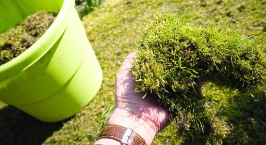 The magic coffee grounds they can make a big difference