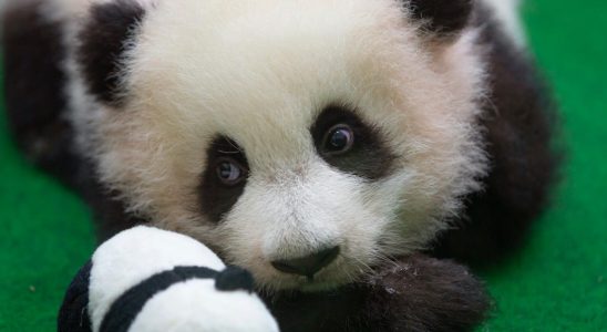 The panda siblings return home to China