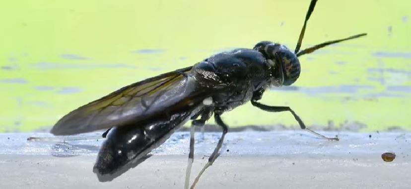 The phenomenon of black flies which worries Spain