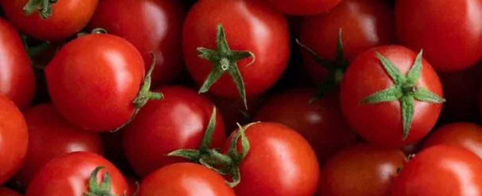 These cherry tomatoes are contaminated and they circulate throughout Europe