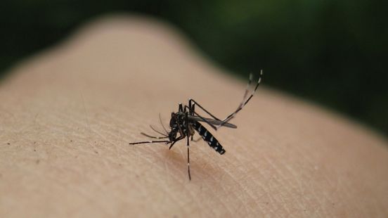 Tiger mosquito found again at car tire company Montfoort Mosquito