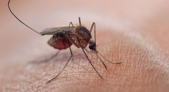 West Nile virus in France a disease under surveillance