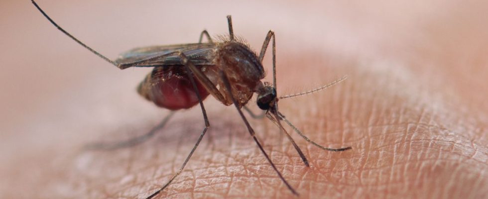 West Nile virus in France a disease under surveillance