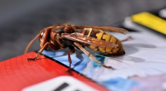 Woerden nevertheless intervenes and removes hornets nest next to student