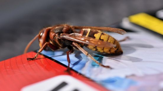 Woerden nevertheless intervenes and removes hornets nest next to student