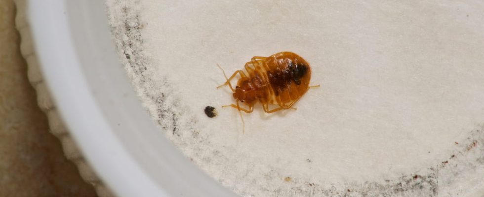 10 photos to recognize a bed bug with the naked