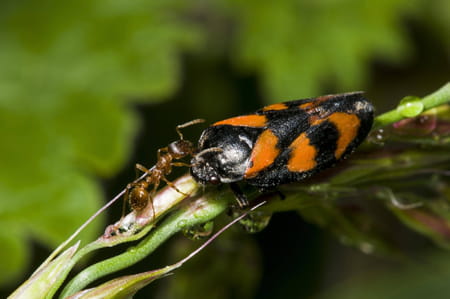 1694543484 786 An invasion of these red ants is underway in Europe